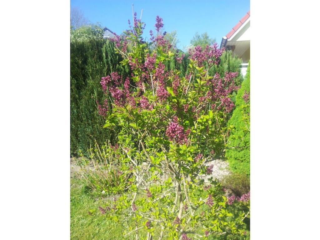 The Little Holiday House Stolpe  Екстер'єр фото
